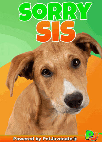 A Sorry Sis Fur Baby Dog My Baby Talk Dog Mom A You Did What Funny Dog Gif Boop Bork Blep Boof And Hound Dog GIF