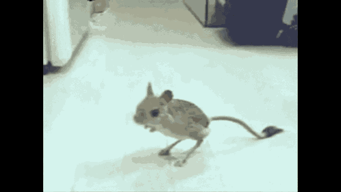 Absolute Cinema GIF