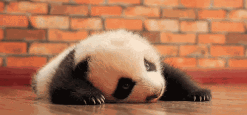 Active Pandaa GIF