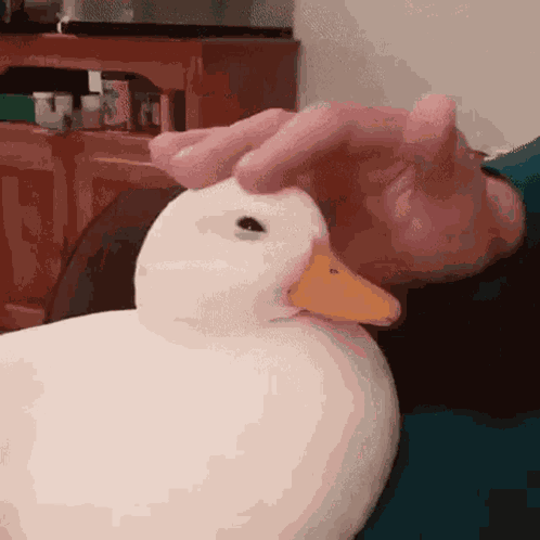 Adhd Duck GIF