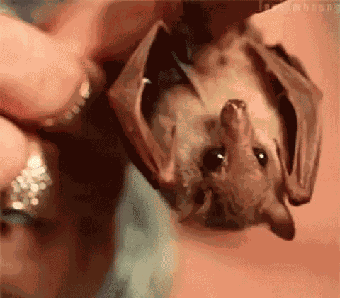 Adorable Animals Cute GIF