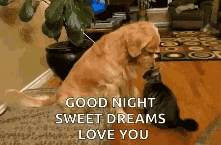 Adorable Dog GIF