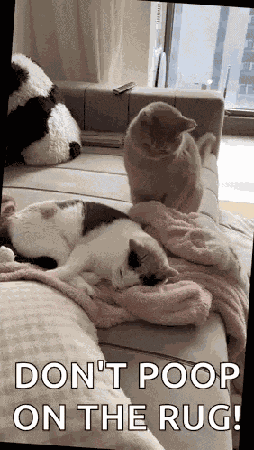 Adoraslap Cat Slap GIF