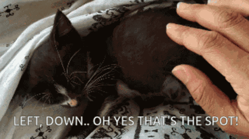 Aegean Cat Black Cat GIF
