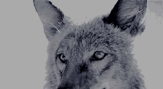 Aesthetic Wolf GIF