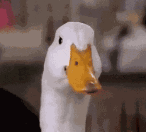 Aflac Duck Nodding GIF