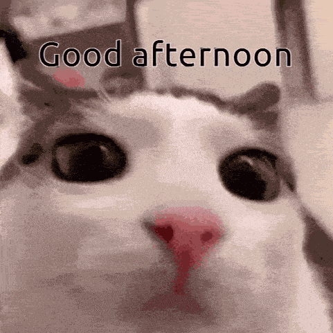 Afternoon Cat GIF