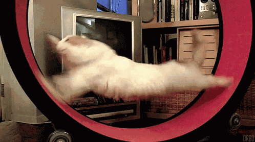 Ahmet GIF