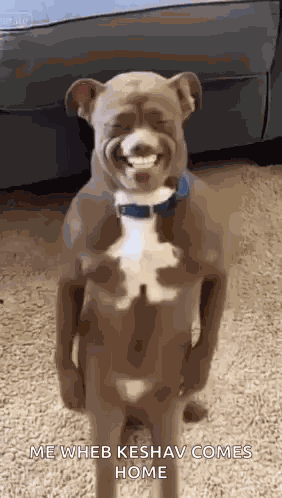 Ai Ai Dog GIF