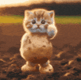 Ai Cat Dancing Ai Kitten GIF