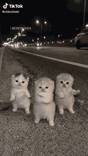 Ai Cat GIF