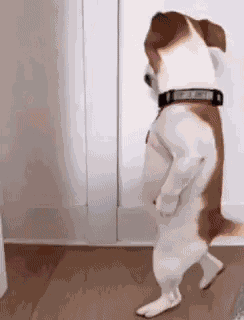 Ai Dog Ai Dog Dance GIF
