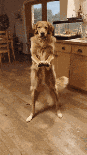 Ai Dog Ai Dog Dance GIF