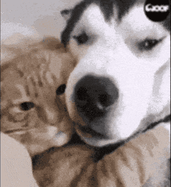 Always And Forever I Love You GIF