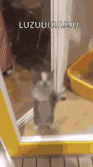 Amiairy GIF