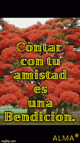 Amistad Contar Con Tu Amistad Es Una Bendicion GIF