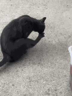 Anfisa Cat GIF