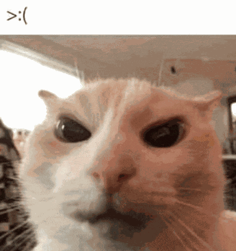 Angry Angry Cat Meme