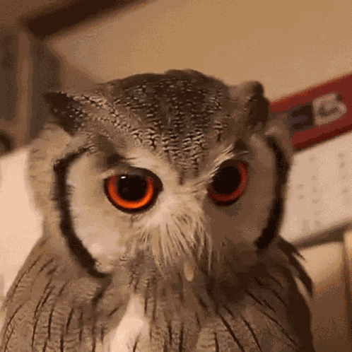 Angry Angry Owl GIF