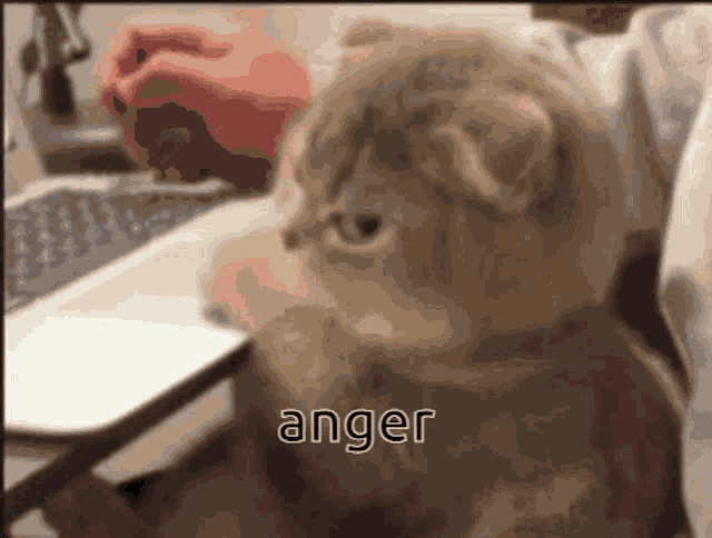 Angry Cat GIF