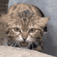 Angry Cat Hissing GIF