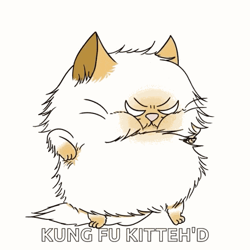 Angry Cat Persian Cat GIF