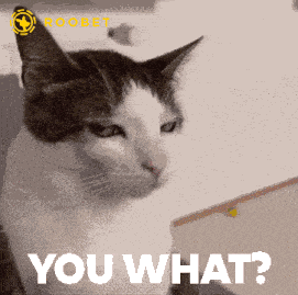 Angry Cat Stare GIF