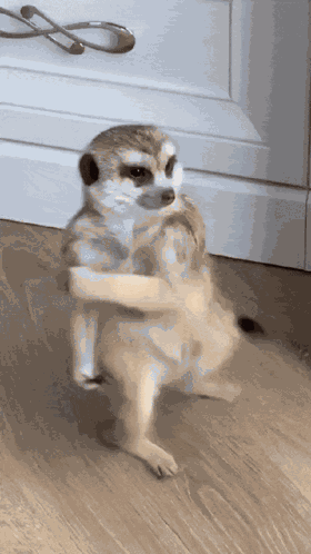 Angry Meerkat Meerkat Fight GIF