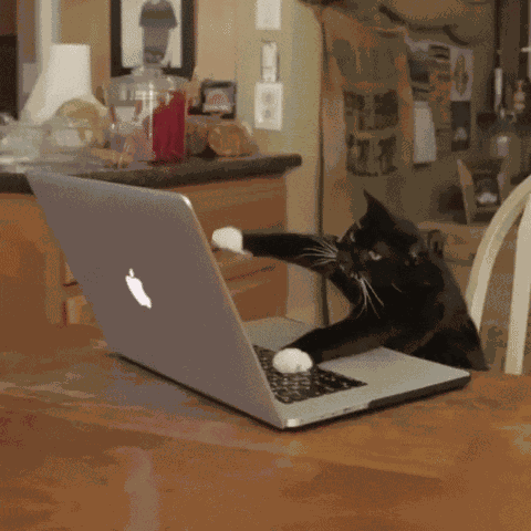 Angry Typing Kitty GIF