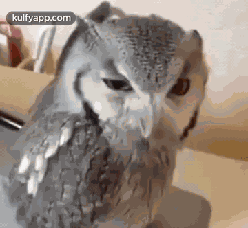 Angry.Gif GIF