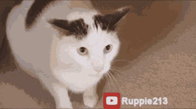 Angryhiss Angrycat GIF