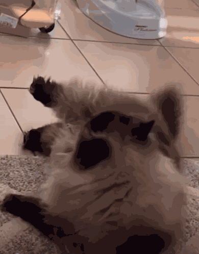 Animal Chat GIF