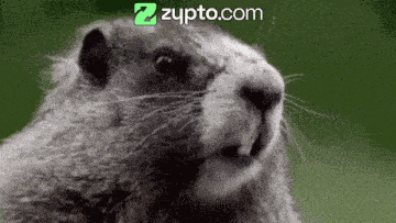 Animal Love Animal Screams GIF