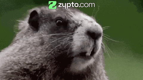 Animal Meme Animal Screams Name GIF
