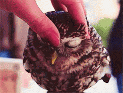 Animal Owl GIF
