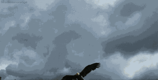 Animals Birds GIF