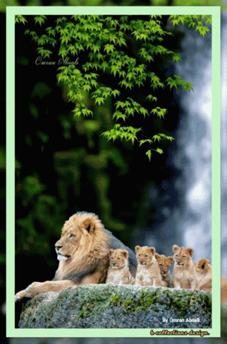 Animals Cute GIF