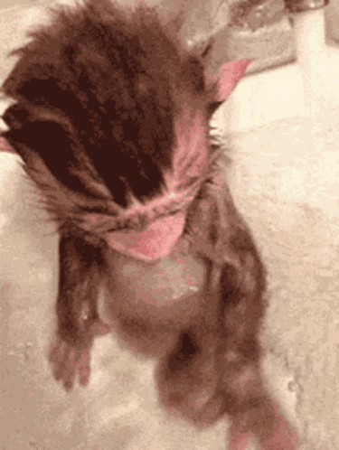 Animals Cute GIF
