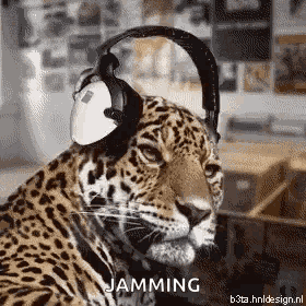 Animals Funny GIF