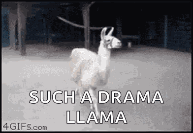 Animals Llama GIF