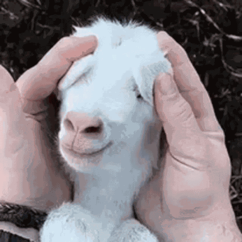 Animals Who Me GIF