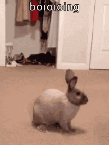 Animals With Captions Boioioing GIF