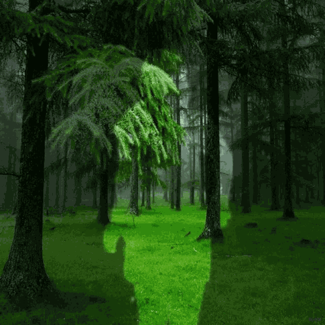 Animation Nature GIF