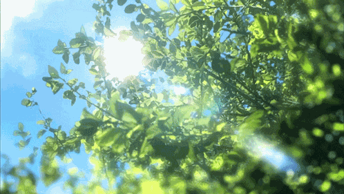 Anime Tree GIF