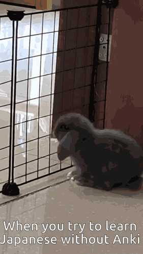 Anki Blt GIF