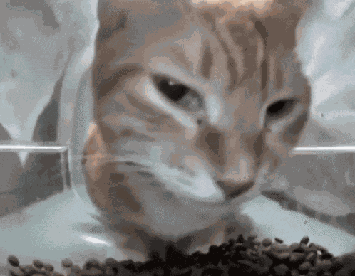 Anuakhil Stellarnushu Meme