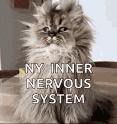 Anxiety Anxious GIF