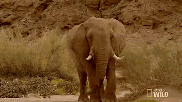 Approaching Elephant Vs Rhino Animal Fight Night GIF