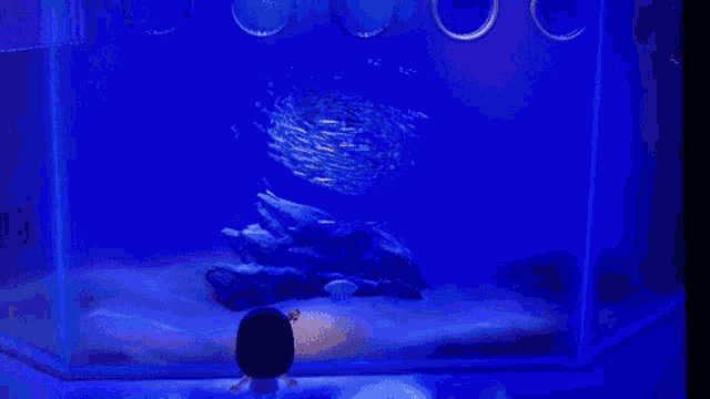 Aquarium Spinning GIF