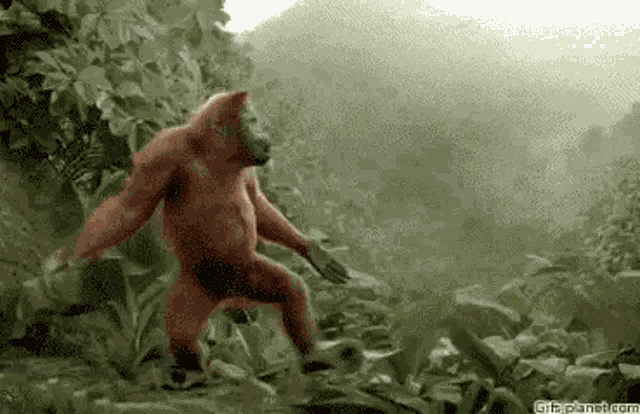 Arangutan Monkey GIF